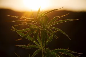 500mg THC Guide: The Impact on Wellness & Safe Consumption Tips